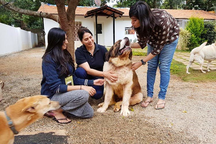 Pet Sitting Services for Reliable, Personalized Pet Care